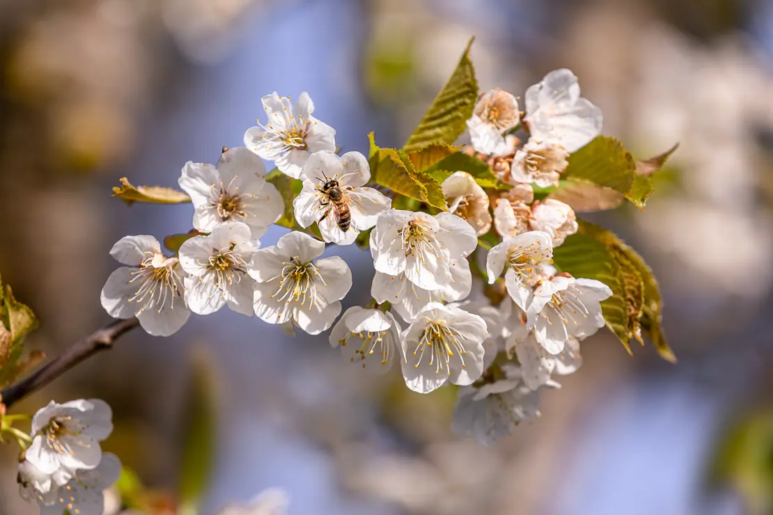 Süsskirsche (Prunus avium)